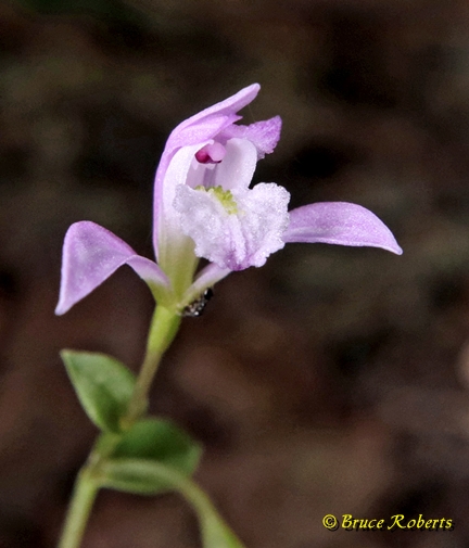 {Triphora trianthophoros}